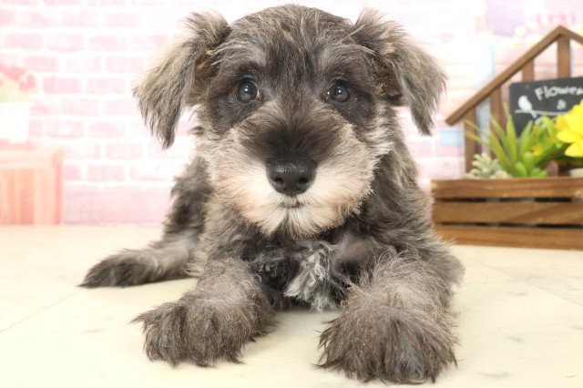 熊本県のミニチュアシュナウザー (Coo&RIKUカリーノ菊陽店/2025年10月9日生まれ/男の子/ソルトペッパー)の子犬の1枚目の画像