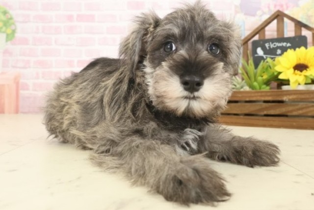 熊本県のミニチュアシュナウザー (Coo&RIKUカリーノ菊陽店/2025年10月9日生まれ/男の子/ソルトペッパー)の子犬の2枚目の画像