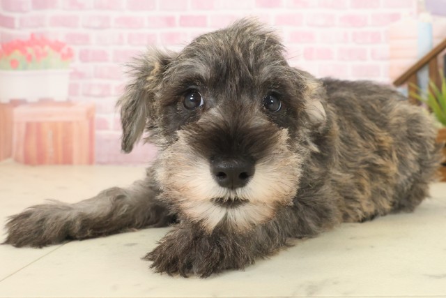 熊本県のミニチュアシュナウザー (Coo&RIKUカリーノ菊陽店/2025年10月9日生まれ/男の子/ソルトペッパー)の子犬の3枚目の画像