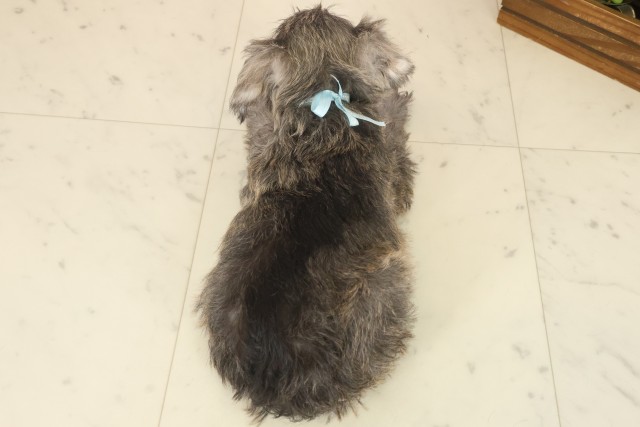 熊本県のミニチュアシュナウザー (Coo&RIKUカリーノ菊陽店/2025年10月9日生まれ/男の子/ソルトペッパー)の子犬の4枚目の画像