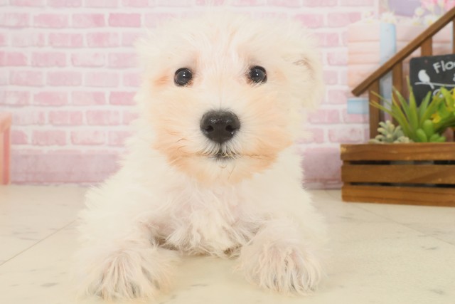 岡山県のミニチュアシュナウザー (Coo&RIKU岡山店/2025年10月9日生まれ/男の子/ホワイト)の子犬の1枚目の画像