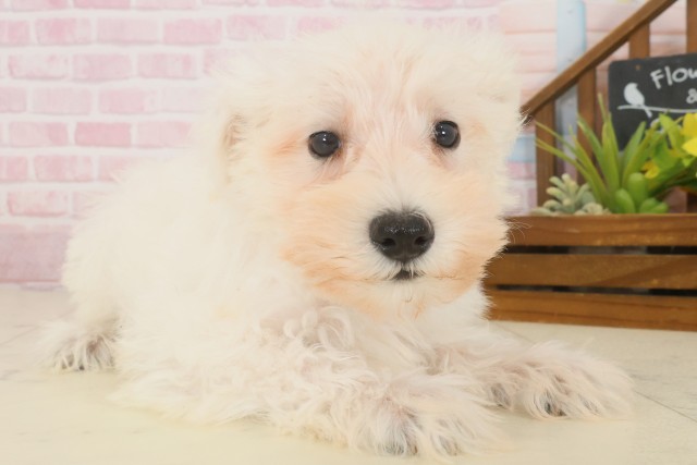 岡山県のミニチュアシュナウザー (Coo&RIKU岡山店/2025年10月9日生まれ/男の子/ホワイト)の子犬の2枚目の画像