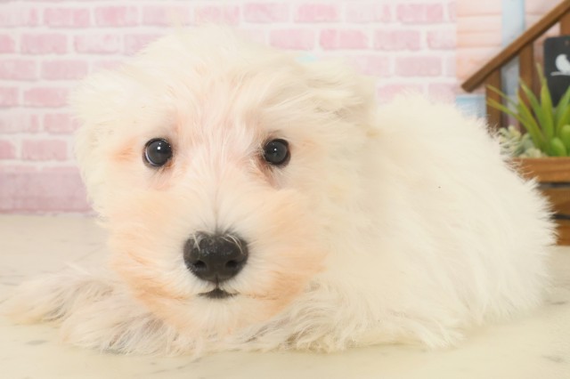 岡山県のミニチュアシュナウザー (Coo&RIKU岡山店/2025年10月9日生まれ/男の子/ホワイト)の子犬の3枚目の画像