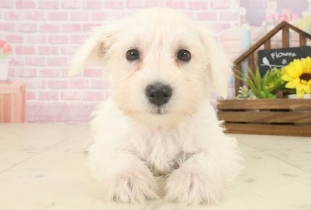 広島県のミニチュアシュナウザー (Coo&RIKUゆめタウン大竹店/2025年10月9日生まれ/女の子/ホワイト)の子犬