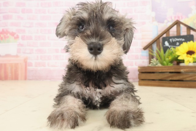 沖縄県のミニチュアシュナウザー (Coo&RIKU沖縄浦添店/2025年10月9日生まれ/女の子/ソルトペッパー)の子犬の1枚目の画像