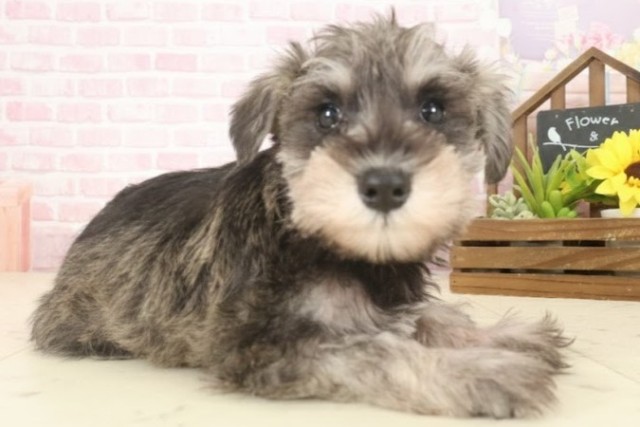 沖縄県のミニチュアシュナウザー (Coo&RIKU沖縄浦添店/2025年10月9日生まれ/女の子/ソルトペッパー)の子犬の2枚目の画像