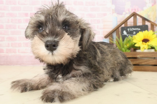 沖縄県のミニチュアシュナウザー (Coo&RIKU沖縄浦添店/2025年10月9日生まれ/女の子/ソルトペッパー)の子犬の3枚目の画像