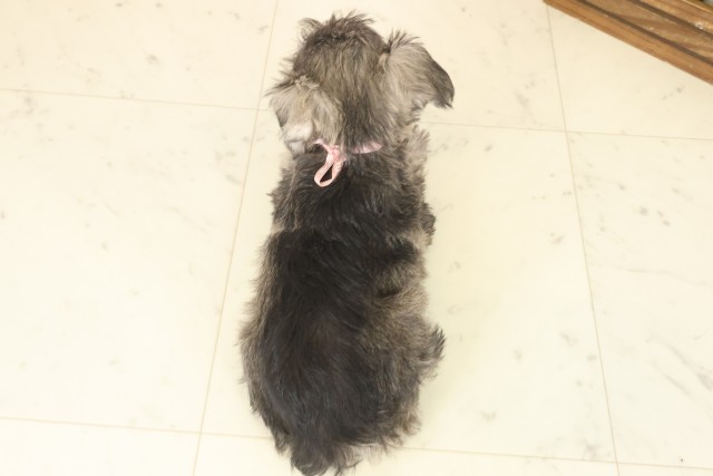 沖縄県のミニチュアシュナウザー (Coo&RIKU沖縄浦添店/2025年10月9日生まれ/女の子/ソルトペッパー)の子犬の4枚目の画像