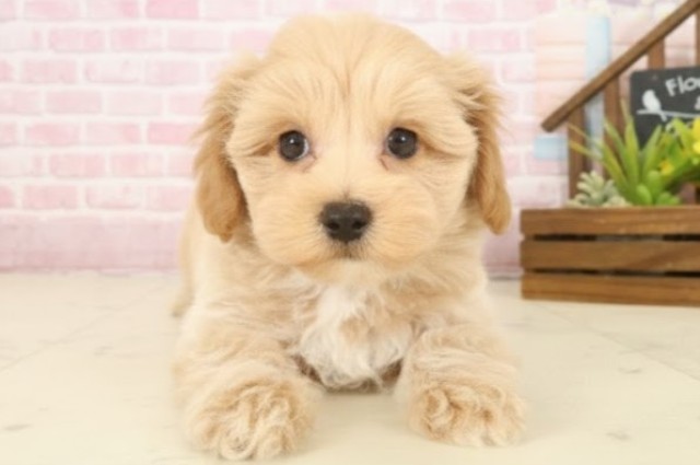 島根県のマルプー(マルチーズ×プードル) (Coo&RIKU出雲店/2025年10月9日生まれ/男の子/クリーム)の子犬の1枚目の画像