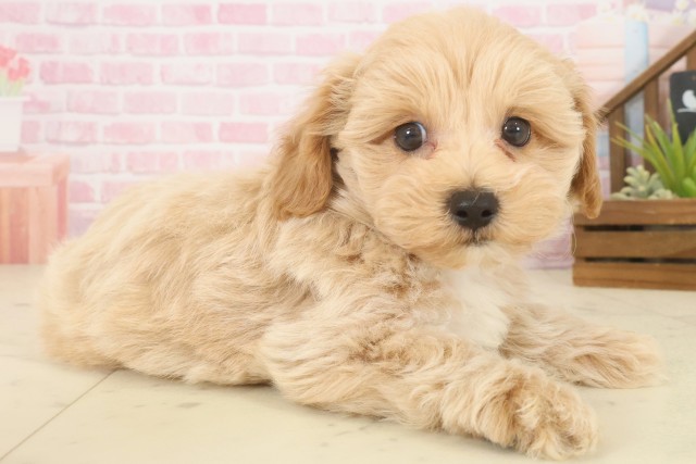 島根県のマルプー(マルチーズ×プードル) (Coo&RIKU出雲店/2025年10月9日生まれ/男の子/クリーム)の子犬の2枚目の画像