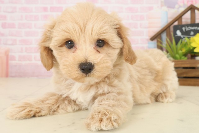 島根県のマルプー(マルチーズ×プードル) (Coo&RIKU出雲店/2025年10月9日生まれ/男の子/クリーム)の子犬の3枚目の画像