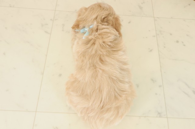 島根県のマルプー(マルチーズ×プードル) (Coo&RIKU出雲店/2025年10月9日生まれ/男の子/クリーム)の子犬の4枚目の画像