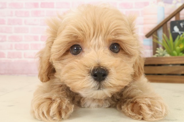 熊本県のマルプー(マルチーズ×プードル) (Coo&RIKU熊本店/2025年10月9日生まれ/男の子/クリーム)の子犬の1枚目の画像