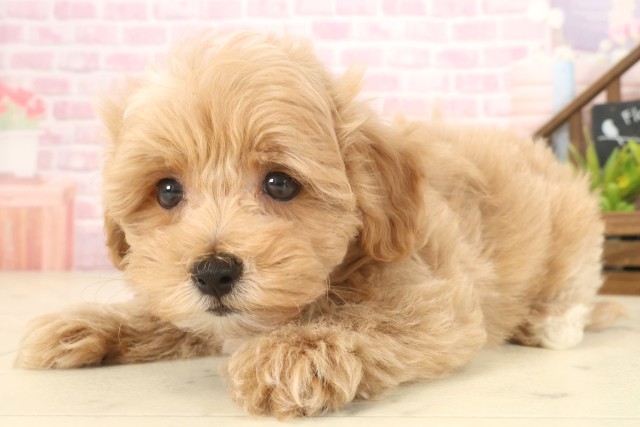 熊本県のマルプー(マルチーズ×プードル) (Coo&RIKU熊本店/2025年10月9日生まれ/男の子/クリーム)の子犬の3枚目の画像