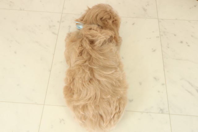 熊本県のマルプー(マルチーズ×プードル) (Coo&RIKU熊本店/2025年10月9日生まれ/男の子/クリーム)の子犬の4枚目の画像