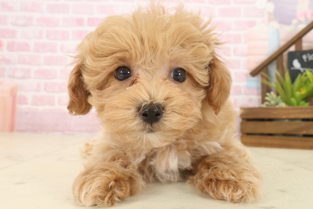 広島県のマルプー(マルチーズ×プードル) (Coo&RIKU広島北店/2025年10月9日生まれ/男の子/クリーム)の子犬の1枚目の画像