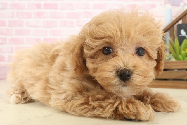 広島県のマルプー(マルチーズ×プードル) (Coo&RIKU広島北店/2025年10月9日生まれ/男の子/クリーム)の子犬の2枚目の画像