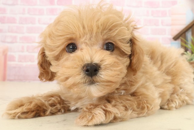 広島県のマルプー(マルチーズ×プードル) (Coo&RIKU広島北店/2025年10月9日生まれ/男の子/クリーム)の子犬の3枚目の画像