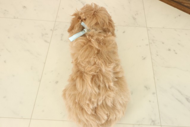 広島県のマルプー(マルチーズ×プードル) (Coo&RIKU広島北店/2025年10月9日生まれ/男の子/クリーム)の子犬の4枚目の画像