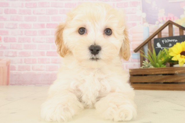 広島県のマルプー(マルチーズ×プードル) (Coo&RIKU広島北店/2025年10月9日生まれ/女の子/クリーム)の子犬の1枚目の画像