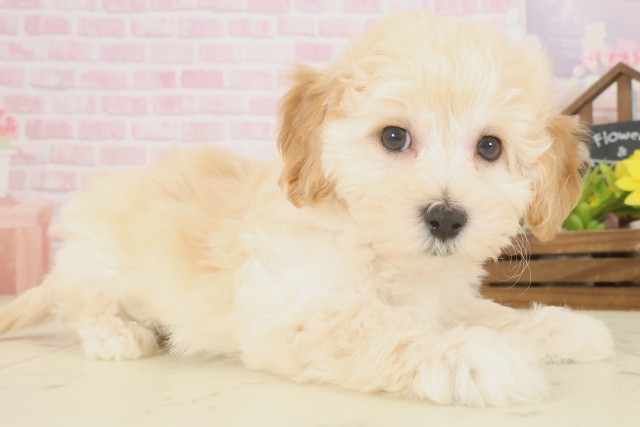 広島県のマルプー(マルチーズ×プードル) (Coo&RIKU広島北店/2025年10月9日生まれ/女の子/クリーム)の子犬の2枚目の画像