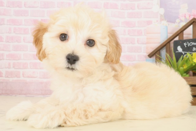 広島県のマルプー(マルチーズ×プードル) (Coo&RIKU広島北店/2025年10月9日生まれ/女の子/クリーム)の子犬の3枚目の画像