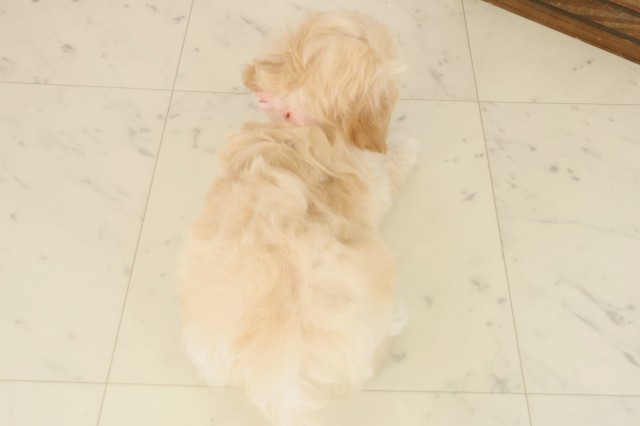 広島県のマルプー(マルチーズ×プードル) (Coo&RIKU広島北店/2025年10月9日生まれ/女の子/クリーム)の子犬の4枚目の画像