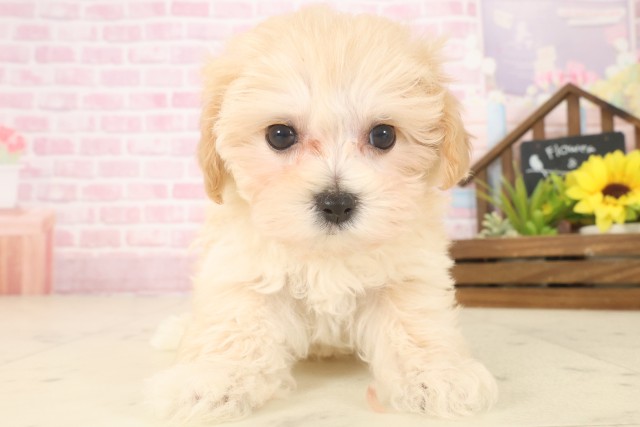 愛媛県のマルプー(マルチーズ×プードル) (Coo&RIKU愛媛松山店/2025年10月9日生まれ/女の子/クリーム)の子犬の1枚目の画像