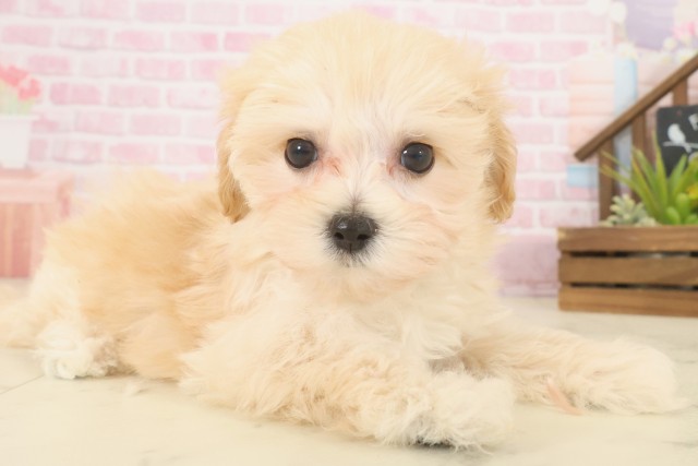 愛媛県のマルプー(マルチーズ×プードル) (Coo&RIKU愛媛松山店/2025年10月9日生まれ/女の子/クリーム)の子犬の2枚目の画像