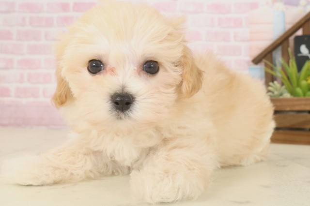 愛媛県のマルプー(マルチーズ×プードル) (Coo&RIKU愛媛松山店/2025年10月9日生まれ/女の子/クリーム)の子犬の3枚目の画像