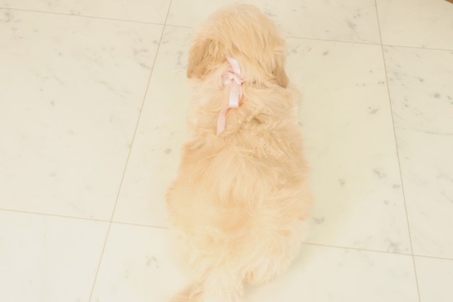 愛媛県のマルプー(マルチーズ×プードル) (Coo&RIKU愛媛松山店/2025年10月9日生まれ/女の子/クリーム)の子犬の4枚目の画像