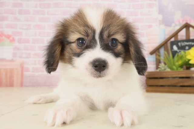 高知県のパピヨン (Coo&RIKU高知御座店/2025年10月10日生まれ/男の子/ホワイトブラウン)の子犬の1枚目の画像