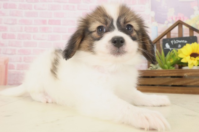 高知県のパピヨン (Coo&RIKU高知御座店/2025年10月10日生まれ/男の子/ホワイトブラウン)の子犬の2枚目の画像