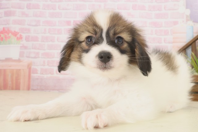 高知県のパピヨン (Coo&RIKU高知御座店/2025年10月10日生まれ/男の子/ホワイトブラウン)の子犬の3枚目の画像