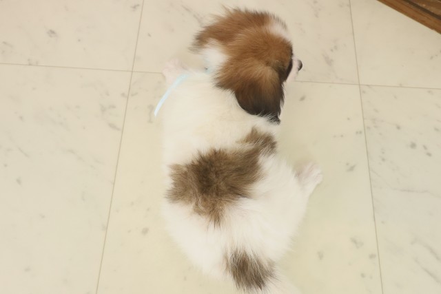 高知県のパピヨン (Coo&RIKU高知御座店/2025年10月10日生まれ/男の子/ホワイトブラウン)の子犬の4枚目の画像