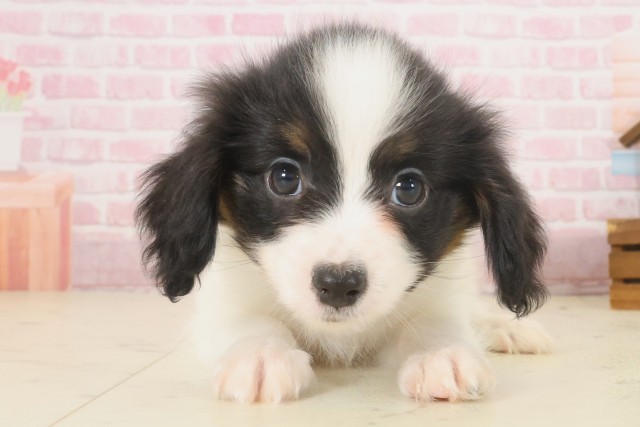 島根県のパピヨン (Coo&RIKU出雲店/2025年10月10日生まれ/男の子/ホワイトブラウン)の子犬の1枚目の画像