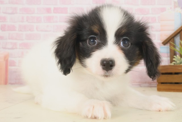 島根県のパピヨン (Coo&RIKU出雲店/2025年10月10日生まれ/男の子/ホワイトブラウン)の子犬の2枚目の画像