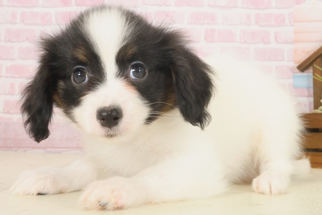 島根県のパピヨン (Coo&RIKU出雲店/2025年10月10日生まれ/男の子/ホワイトブラウン)の子犬の3枚目の画像