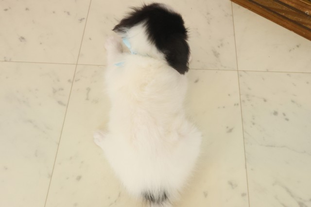 島根県のパピヨン (Coo&RIKU出雲店/2025年10月10日生まれ/男の子/ホワイトブラウン)の子犬の4枚目の画像