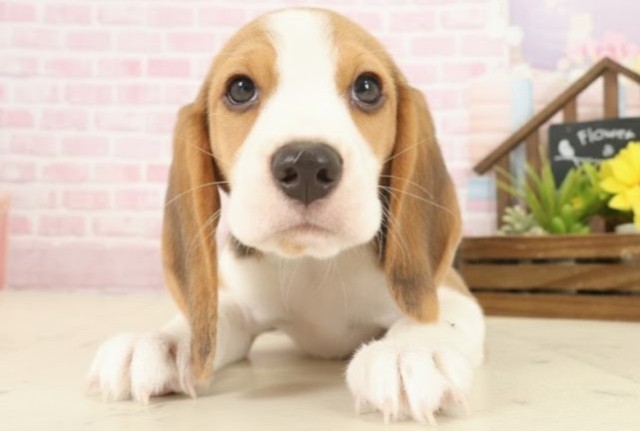 大分県のビーグル (Coo&RIKU大分店/2025年10月10日生まれ/男の子/ハウンドカラー)の子犬