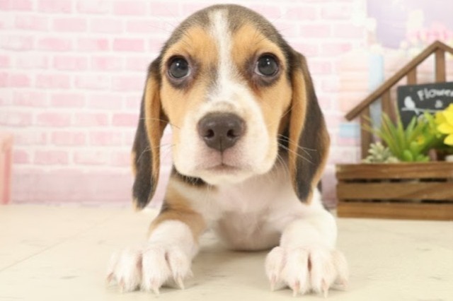 福岡県のビーグル (Coo&RIKU福岡東店/2025年10月10日生まれ/女の子/ハウンドカラー)の子犬の1枚目の画像