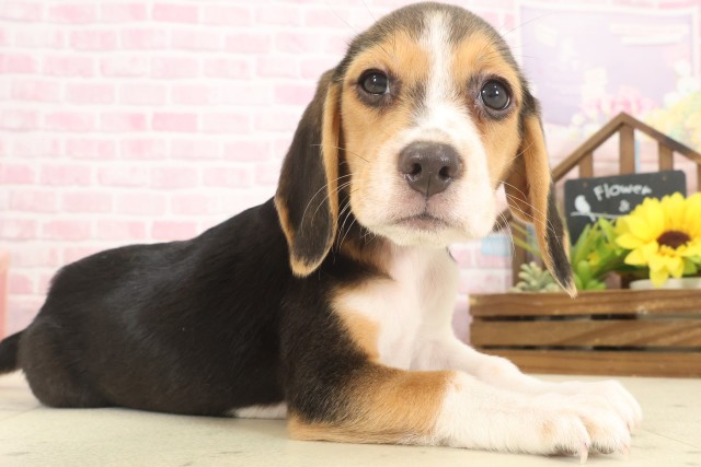 福岡県のビーグル (Coo&RIKU福岡東店/2025年10月10日生まれ/女の子/ハウンドカラー)の子犬の2枚目の画像