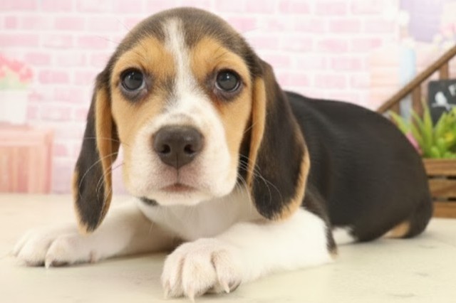 福岡県のビーグル (Coo&RIKU福岡東店/2025年10月10日生まれ/女の子/ハウンドカラー)の子犬の3枚目の画像