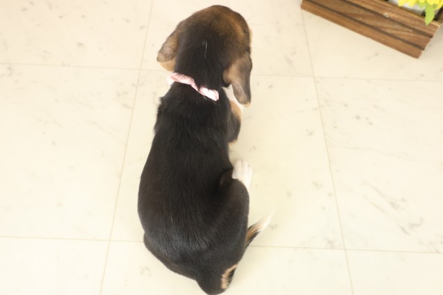 福岡県のビーグル (Coo&RIKU福岡東店/2025年10月10日生まれ/女の子/ハウンドカラー)の子犬の4枚目の画像