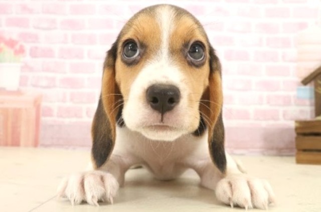 香川県のビーグル (Coo&RIKU高松上福岡店/2025年10月10日生まれ/女の子/ハウンドカラー)の子犬の1枚目の画像