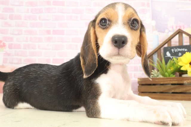 香川県のビーグル (Coo&RIKU高松上福岡店/2025年10月10日生まれ/女の子/ハウンドカラー)の子犬の2枚目の画像