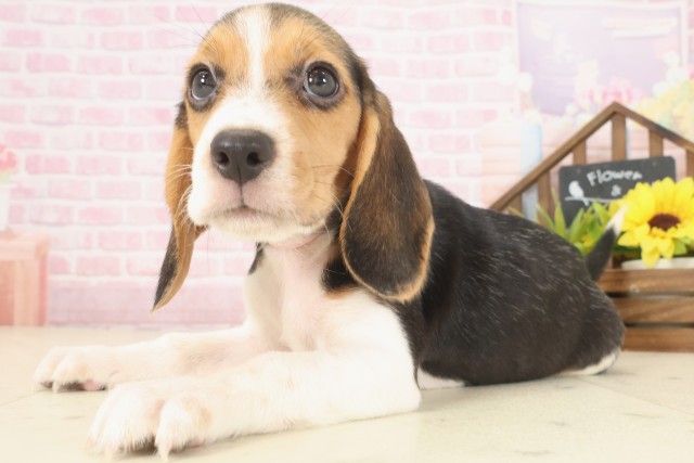 香川県のビーグル (Coo&RIKU高松上福岡店/2025年10月10日生まれ/女の子/ハウンドカラー)の子犬の3枚目の画像