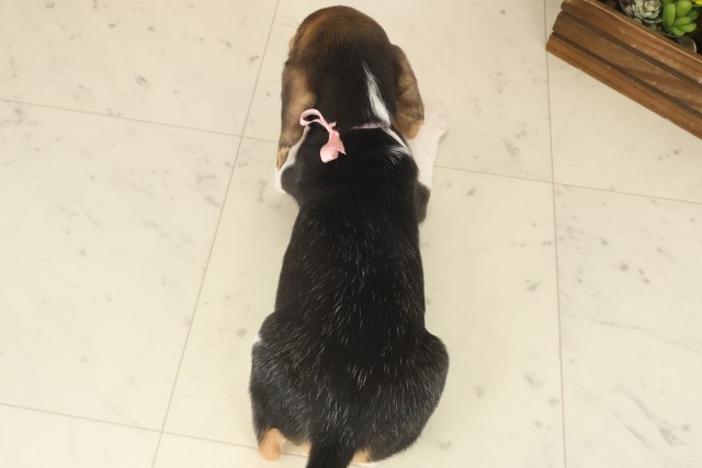 香川県のビーグル (Coo&RIKU高松上福岡店/2025年10月10日生まれ/女の子/ハウンドカラー)の子犬の4枚目の画像