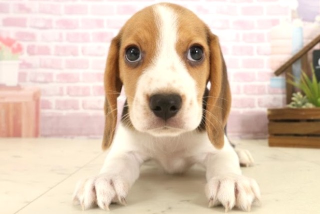 山口県のビーグル (Coo&RIKUサンパークあじす店/2025年10月10日生まれ/女の子/ハウンドカラー)の子犬