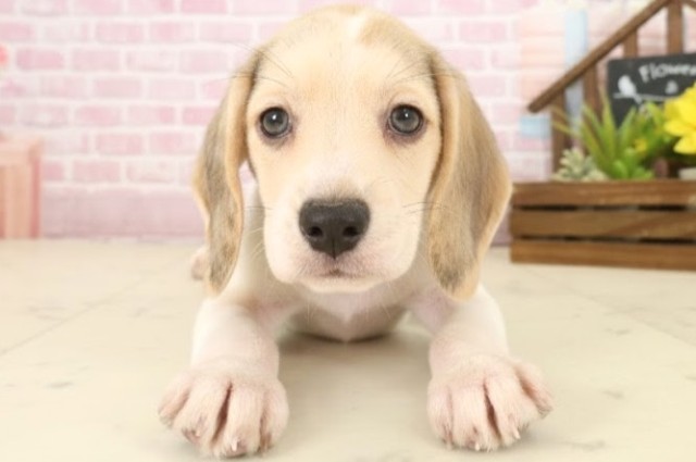 広島県のビーグル (Coo&RIKU福山店/2025年10月10日生まれ/女の子/ハウンドカラー)の子犬